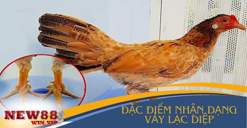 dac-diem-nhan-dang-vay-lac-diep